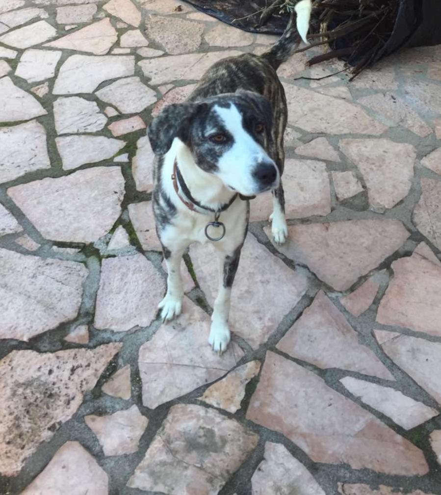 Villa Family Bitri Piqeras Εξωτερικό φωτογραφία